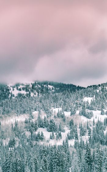 clouds, winter forest Wallpaper 1200x1920