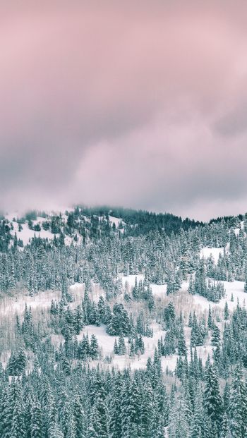 clouds, winter forest Wallpaper 640x1136