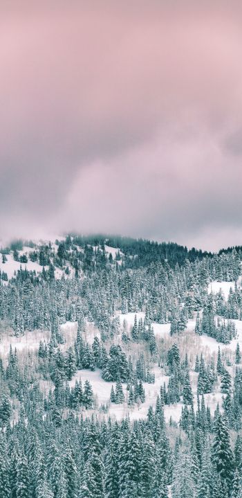 clouds, winter forest Wallpaper 1440x2960