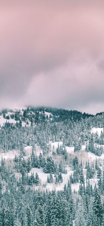 clouds, winter forest Wallpaper 1125x2436