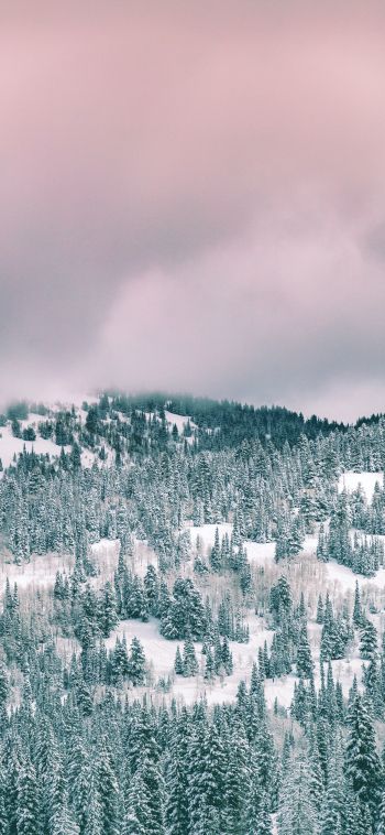 clouds, winter forest Wallpaper 1080x2340