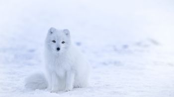 fox, winter Wallpaper 1600x900