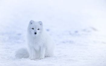 fox, winter Wallpaper 2560x1600
