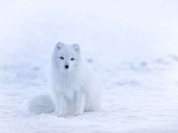 fox, winter Wallpaper 1024x768