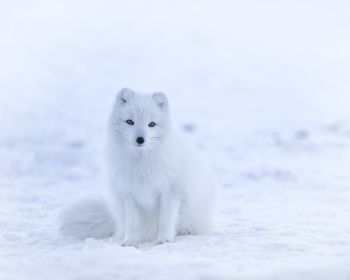 fox, winter Wallpaper 1280x1024