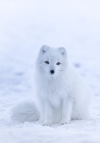 fox, winter Wallpaper 1668x2388