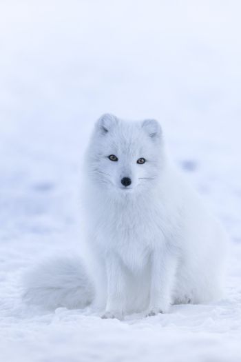 fox, winter Wallpaper 640x960