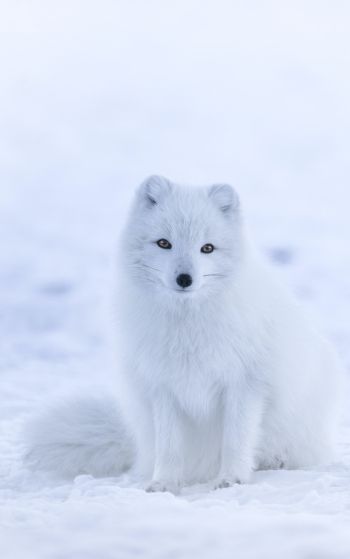 fox, winter Wallpaper 1752x2800
