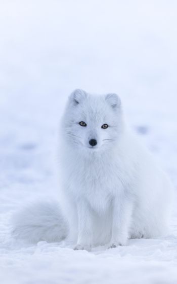 fox, winter Wallpaper 1600x2560