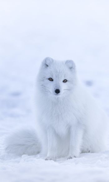 fox, winter Wallpaper 1200x2000