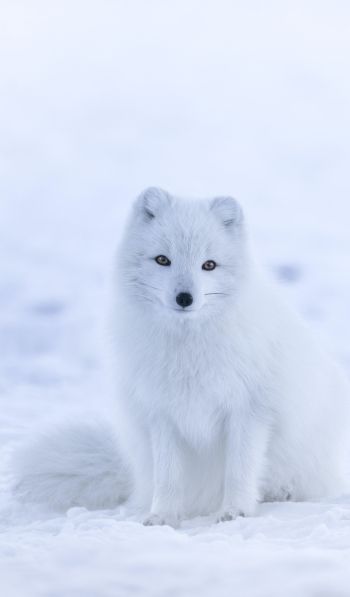 fox, winter Wallpaper 600x1024