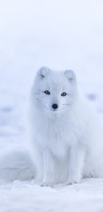 fox, winter Wallpaper 1080x2220