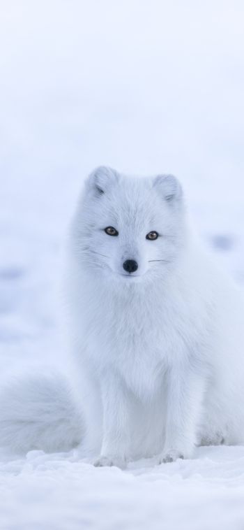 fox, winter Wallpaper 1080x2340