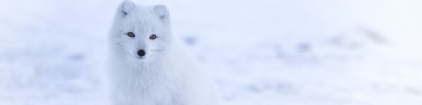 fox, winter Wallpaper 1590x400