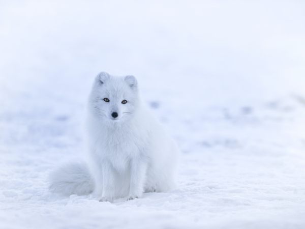 fox, winter Wallpaper 1024x768