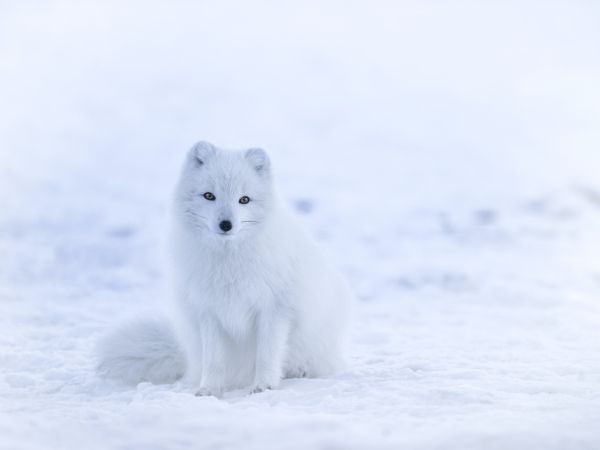 fox, winter Wallpaper 800x600