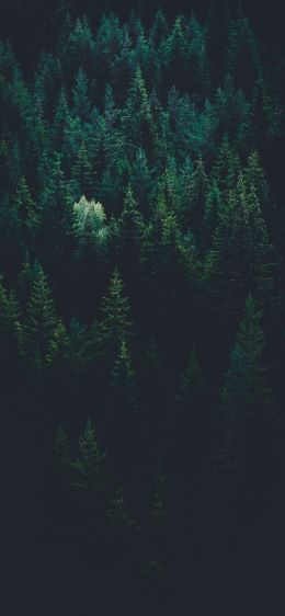 top view, coniferous forest Wallpaper 828x1792