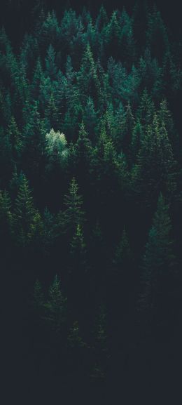 top view, coniferous forest Wallpaper 1080x2400