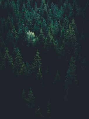 top view, coniferous forest Wallpaper 2048x2732