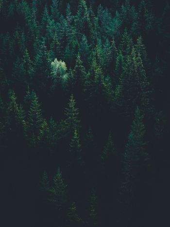 top view, coniferous forest Wallpaper 1536x2048