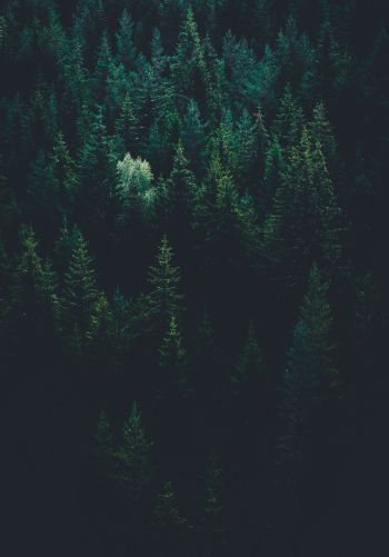 top view, coniferous forest Wallpaper 1668x2388