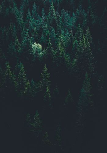 top view, coniferous forest Wallpaper 1640x2360