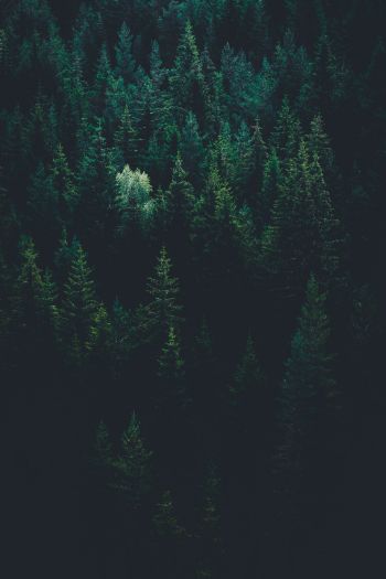 top view, coniferous forest Wallpaper 640x960