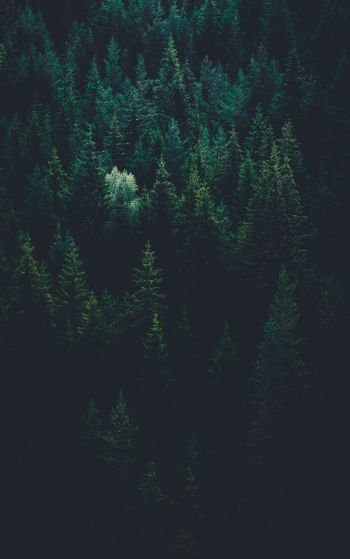 top view, coniferous forest Wallpaper 1752x2800