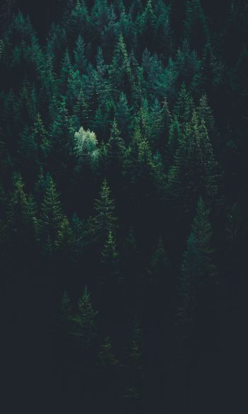 top view, coniferous forest Wallpaper 1200x2000