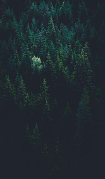 top view, coniferous forest Wallpaper 600x1024