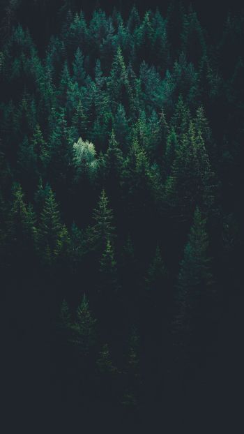 top view, coniferous forest Wallpaper 1440x2560