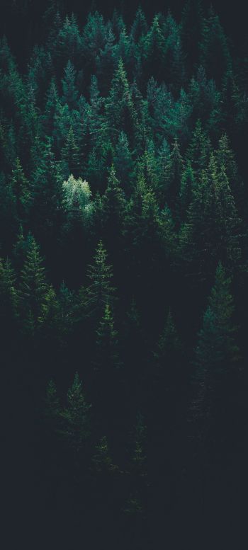 top view, coniferous forest Wallpaper 1440x3200