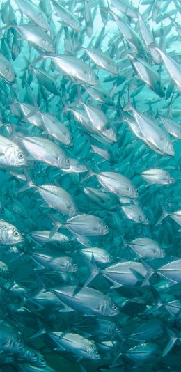 school of fish, marine life Wallpaper 1440x2960