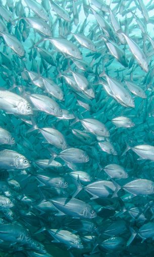 school of fish, marine life Wallpaper 1200x2000