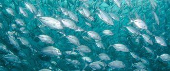 school of fish, marine life Wallpaper 2560x1080