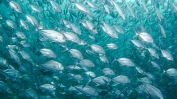 school of fish, marine life Wallpaper 1366x768