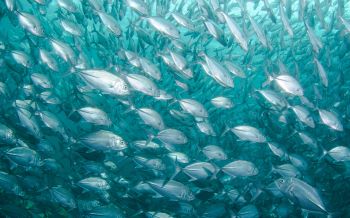 school of fish, marine life Wallpaper 2560x1600