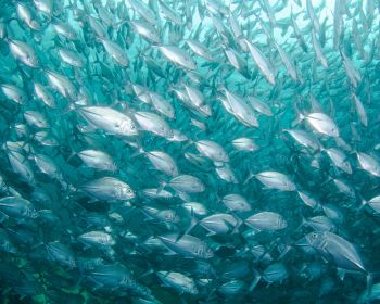 school of fish, marine life Wallpaper 1280x1024