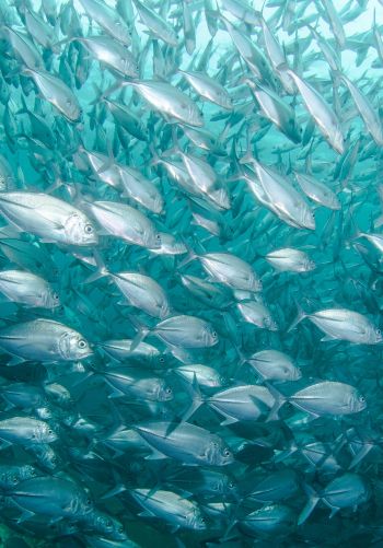 school of fish, marine life Wallpaper 1668x2388