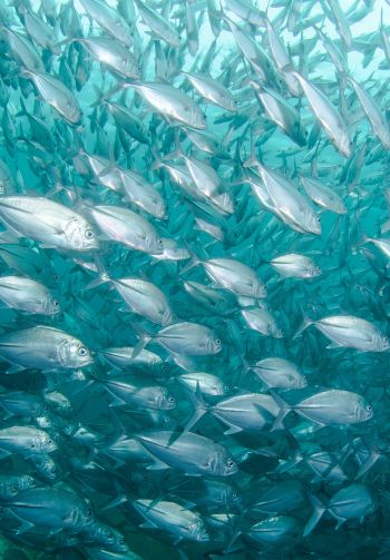 school of fish, marine life Wallpaper 1640x2360