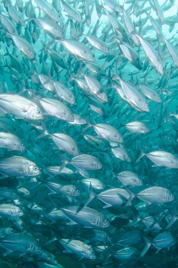 school of fish, marine life Wallpaper 640x960