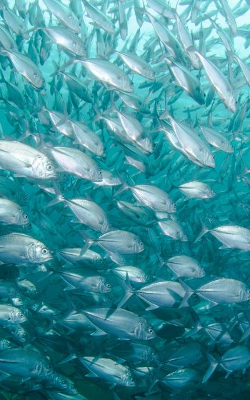 school of fish, marine life Wallpaper 800x1280