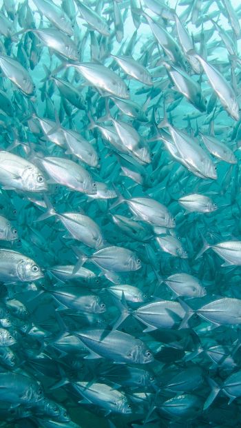 school of fish, marine life Wallpaper 640x1136