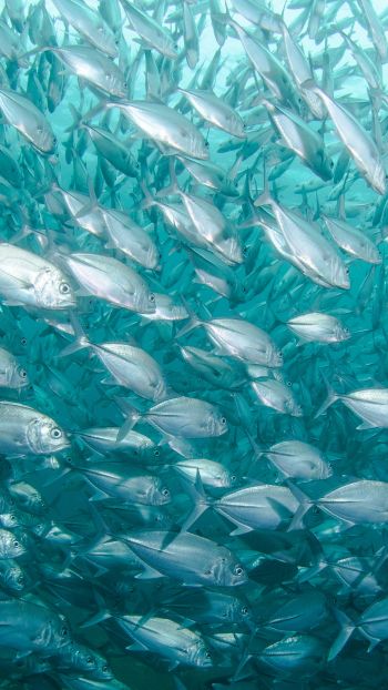 school of fish, marine life Wallpaper 750x1334