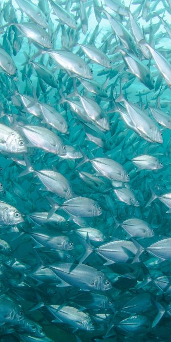 school of fish, marine life Wallpaper 720x1440