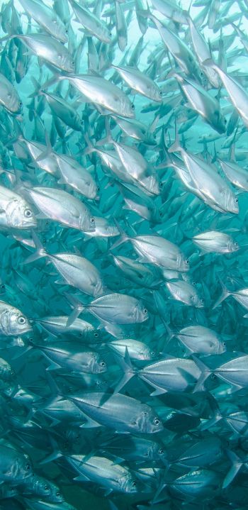 school of fish, marine life Wallpaper 1080x2220