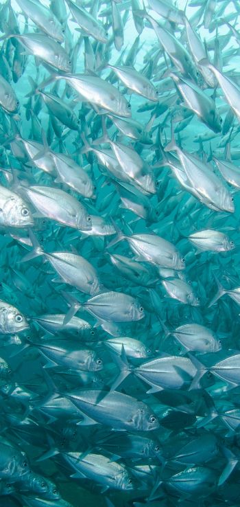 school of fish, marine life Wallpaper 720x1520