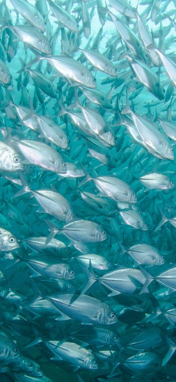 school of fish, marine life Wallpaper 1170x2532
