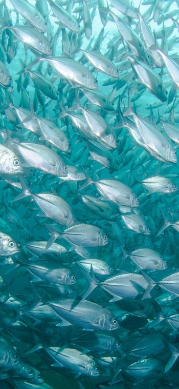 school of fish, marine life Wallpaper 1080x2340