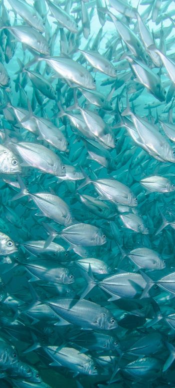 school of fish, marine life Wallpaper 1080x2400